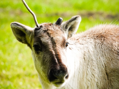 Rendier - De Zonnegloed - Dierenpark - Dieren opvangcentrum - Sanctuary